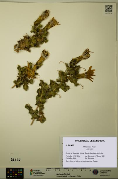 Mutisia cana [Espécimen: ULS:ULS:0021437]