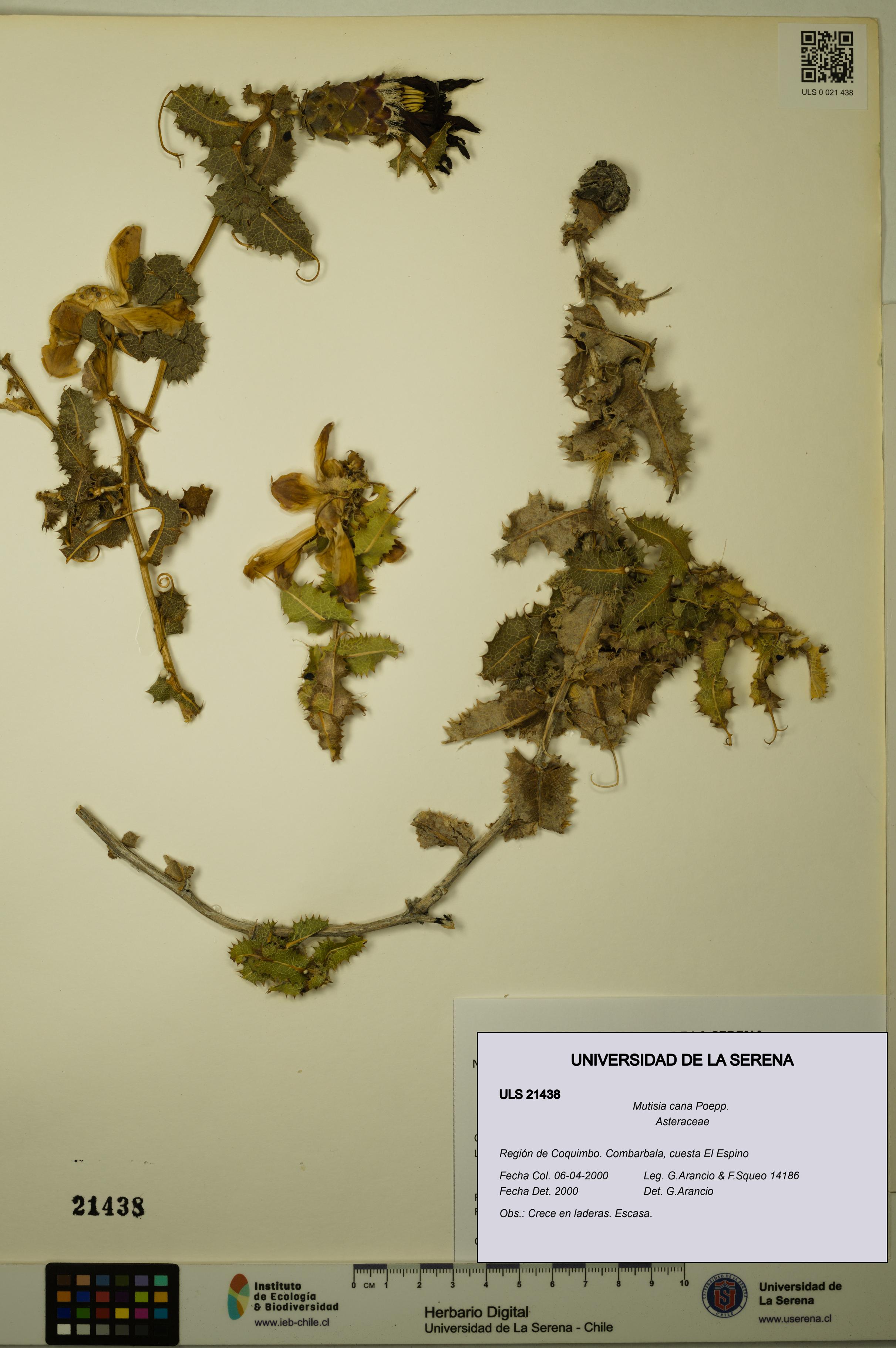 Mutisia cana [Espécimen: ULS:ULS:0021438]