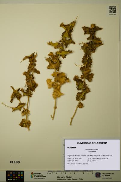 Mutisia cana [Espécimen: ULS:ULS:0021439]