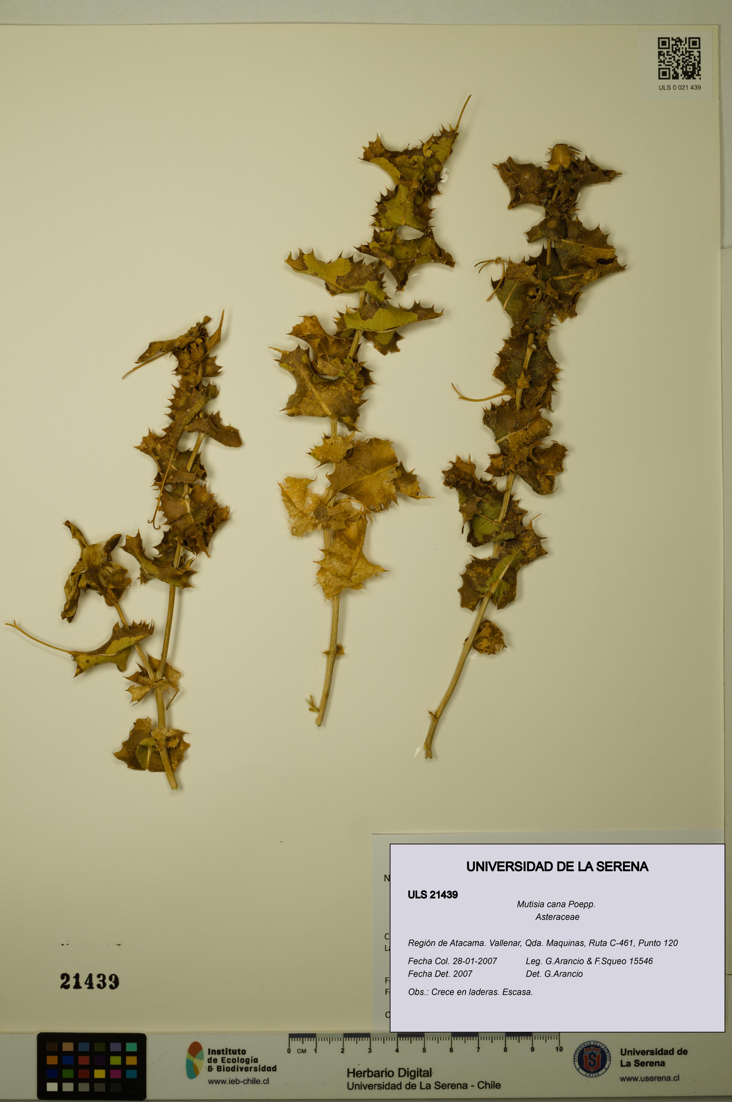 Mutisia cana [Espécimen: ULS:ULS:0021439]