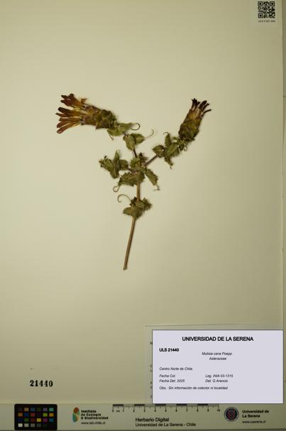 Mutisia cana [Espécimen: ULS:ULS:0021440]