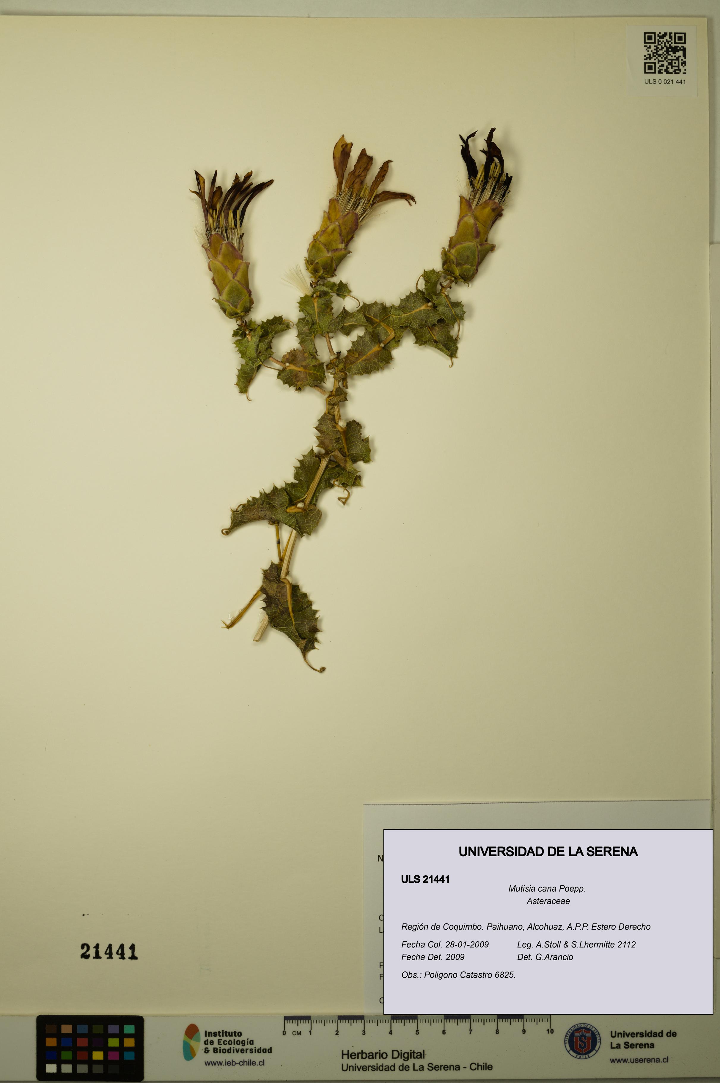 Mutisia cana [Espécimen: ULS:ULS:0021441]