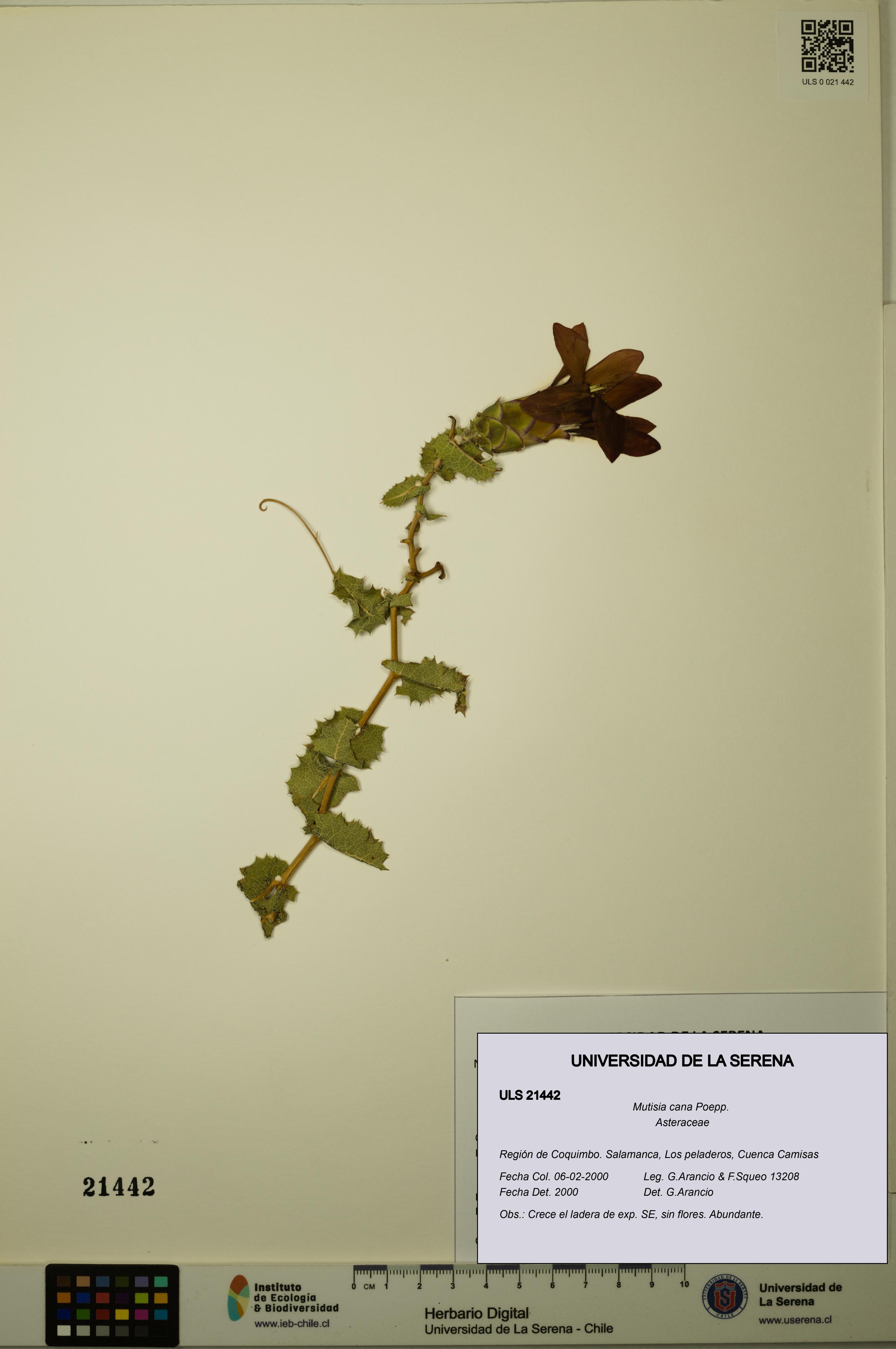 Mutisia cana [Espécimen: ULS:ULS:0021442]