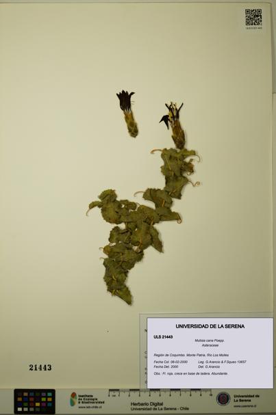 Mutisia cana [Espécimen: ULS:ULS:0021443]