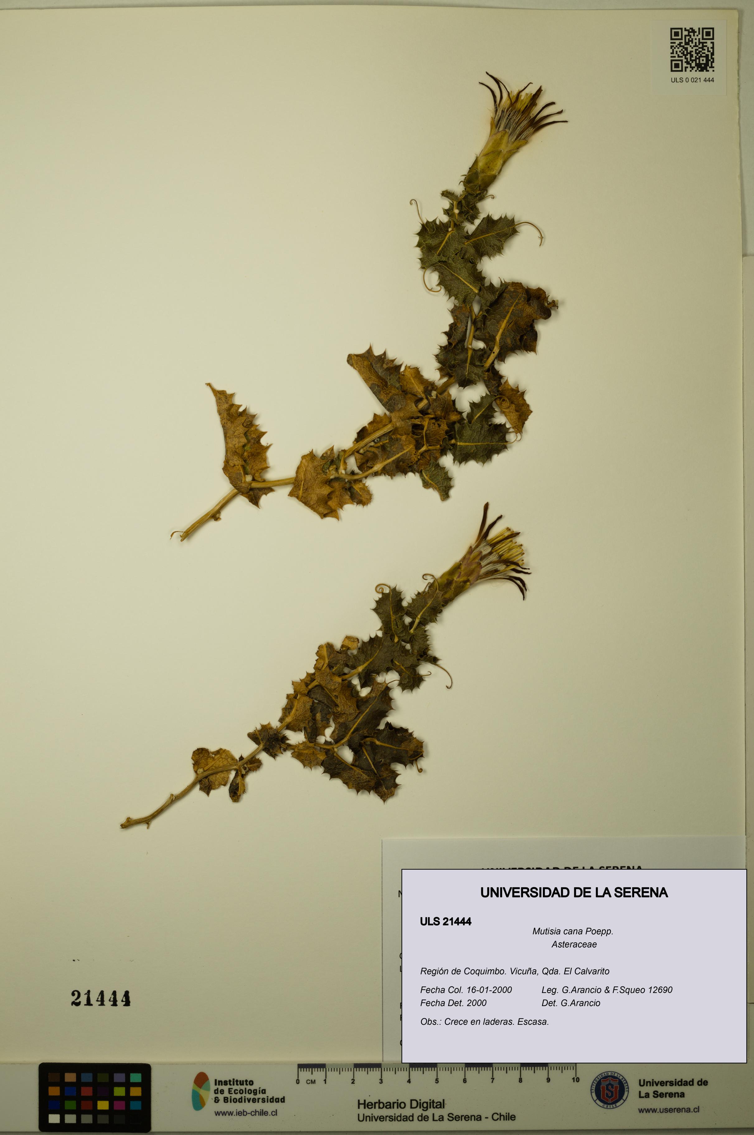 Mutisia cana [Espécimen: ULS:ULS:0021444]