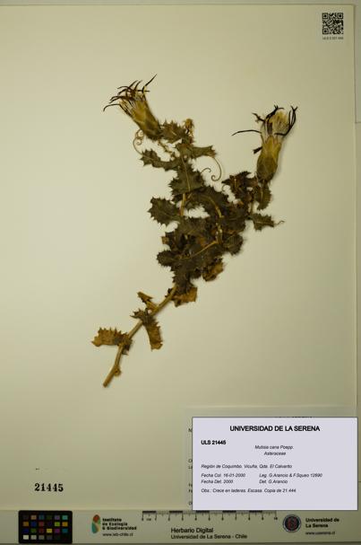 Mutisia cana [Espécimen: ULS:ULS:0021445]