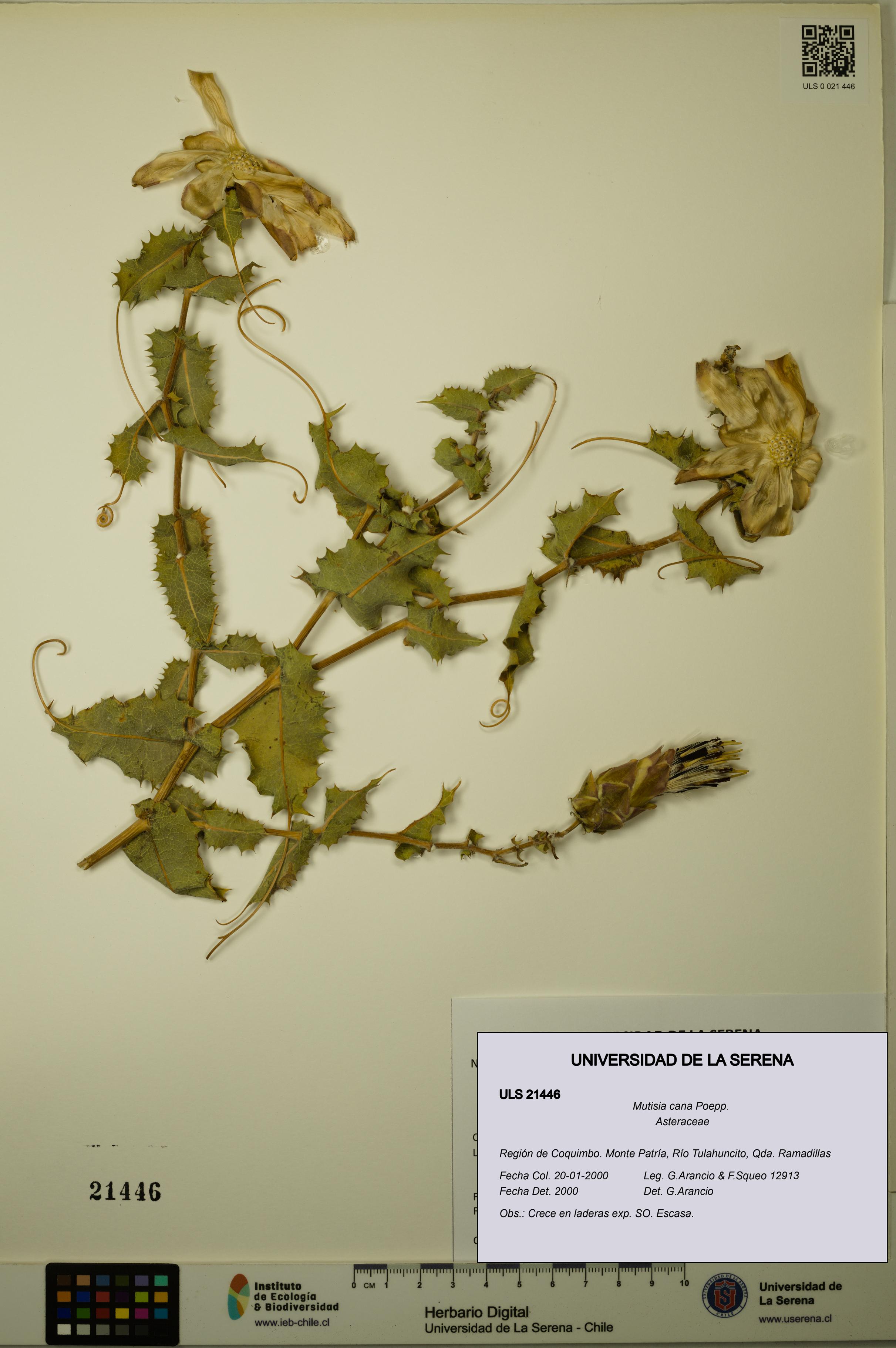 Mutisia cana [Espécimen: ULS:ULS:0021446]