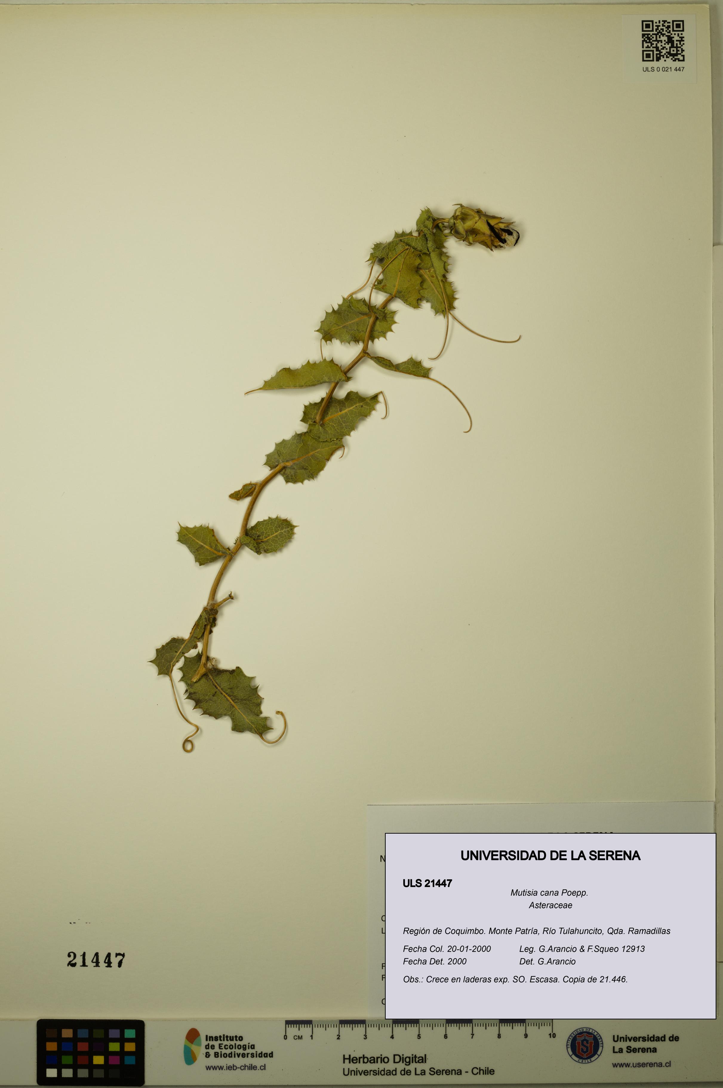 Mutisia cana [Espécimen: ULS:ULS:0021447]