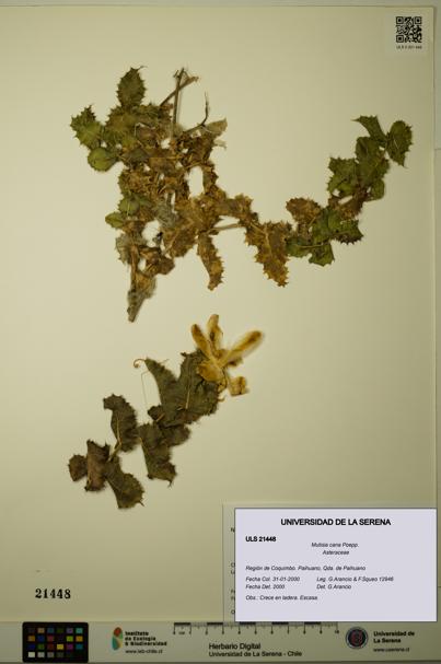 Mutisia cana [Espécimen: ULS:ULS:0021448]