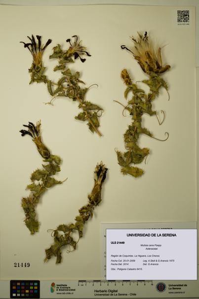 Mutisia cana [Espécimen: ULS:ULS:0021449]