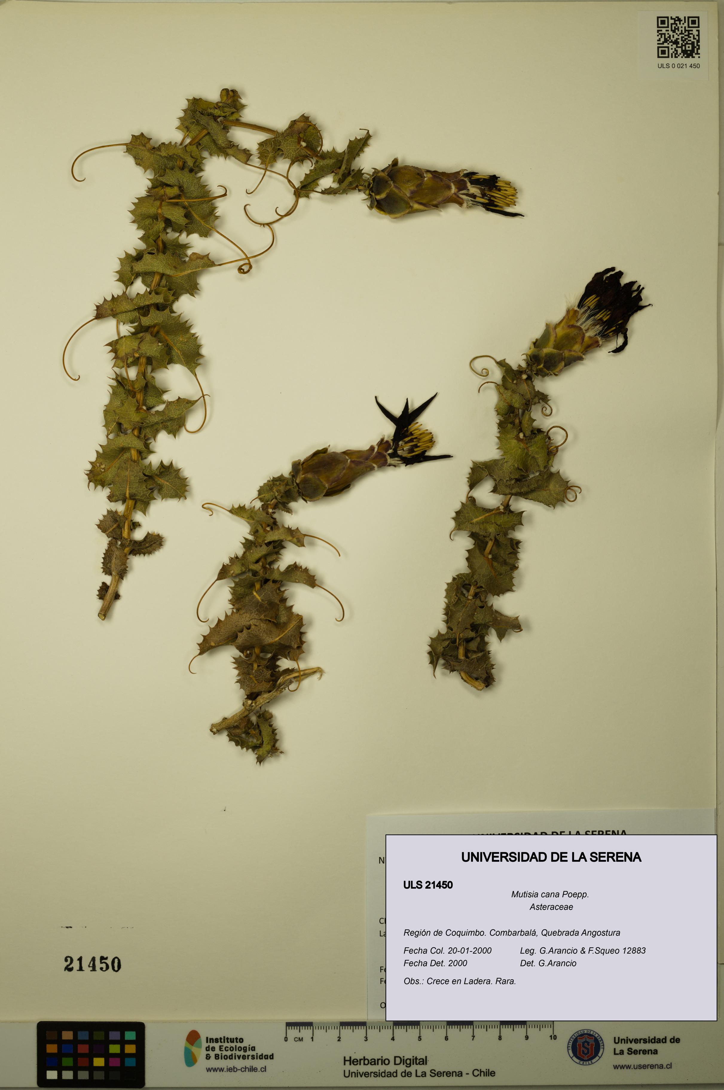 Mutisia cana [Espécimen: ULS:ULS:0021450]