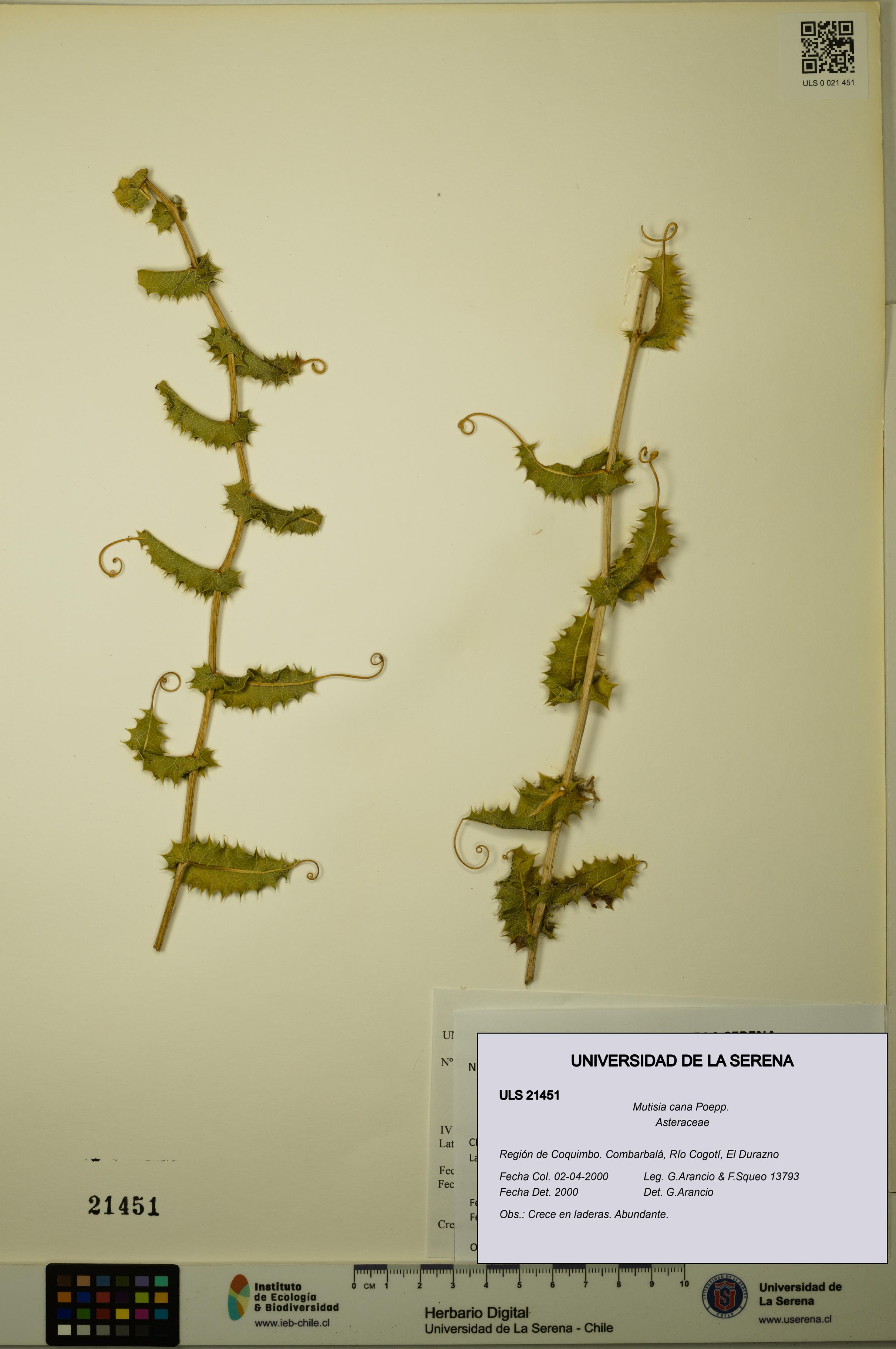 Mutisia cana [Espécimen: ULS:ULS:0021451]