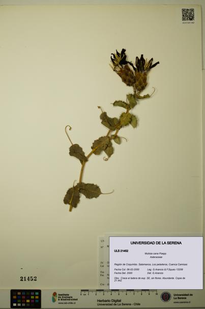 Mutisia cana [Espécimen: ULS:ULS:0021452]