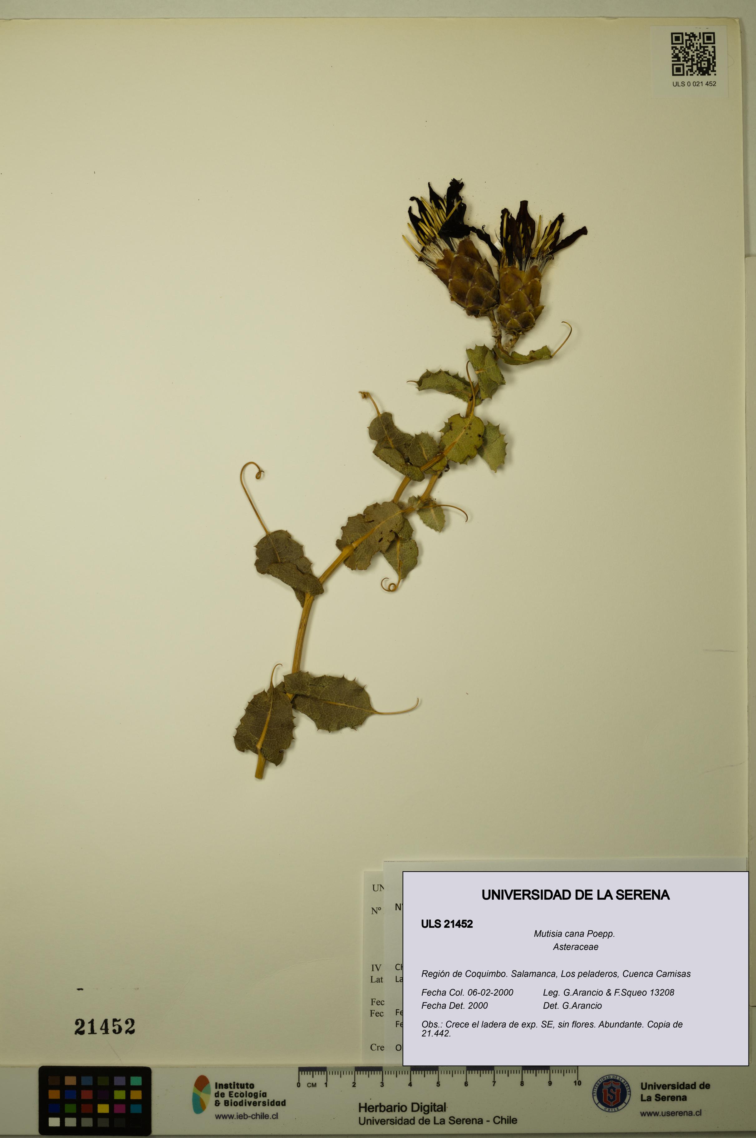 Mutisia cana [Espécimen: ULS:ULS:0021452]