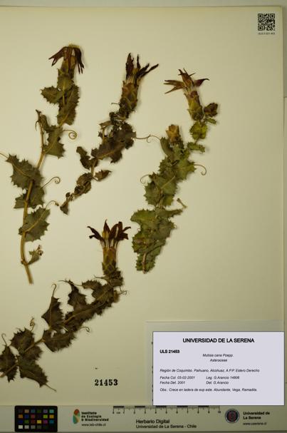 Mutisia cana [Espécimen: ULS:ULS:0021453]