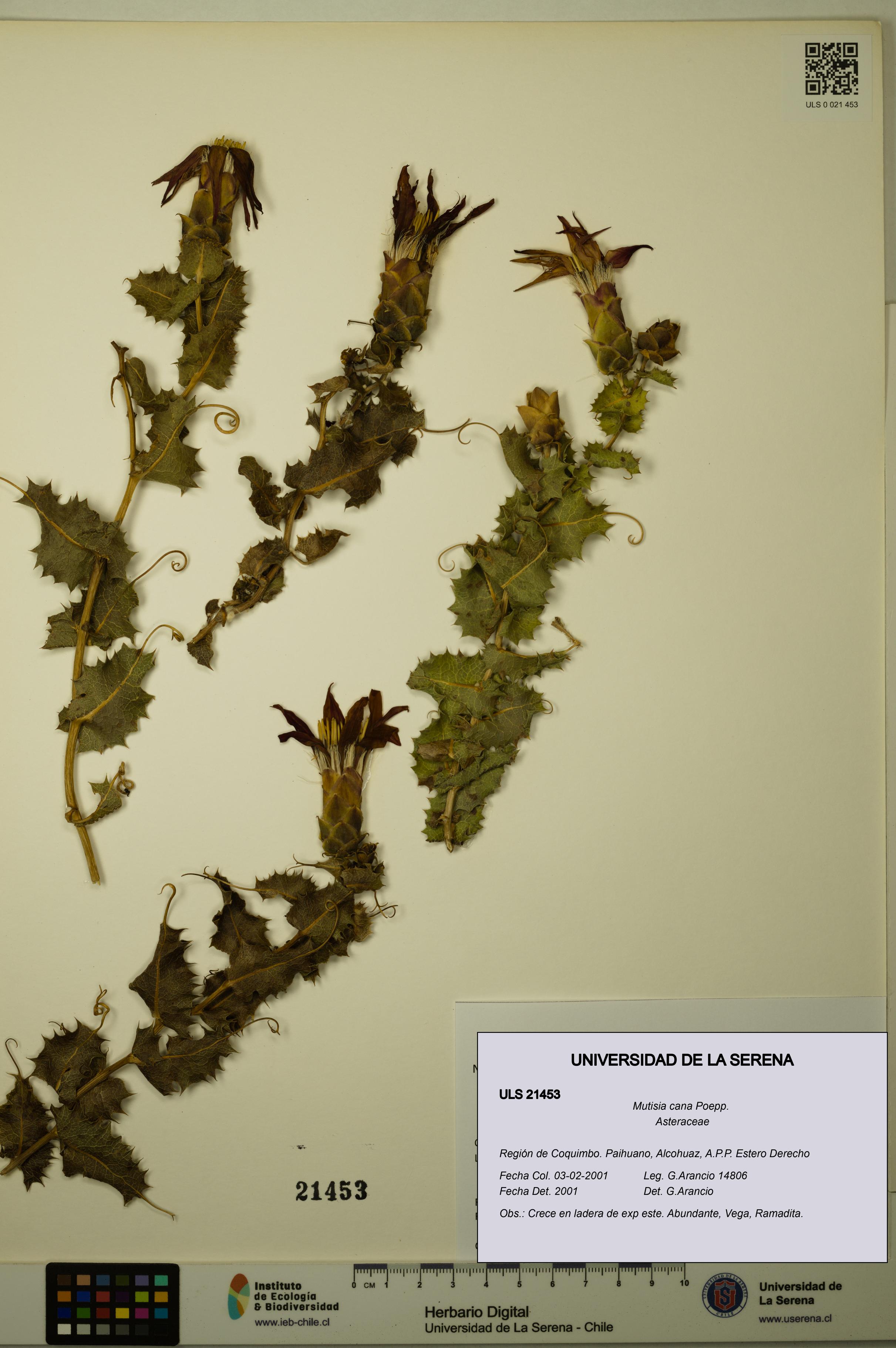 Mutisia cana [Espécimen: ULS:ULS:0021453]