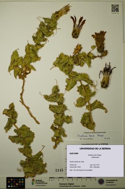 Mutisia cana [Espécimen: ULS:ULS:0021454]