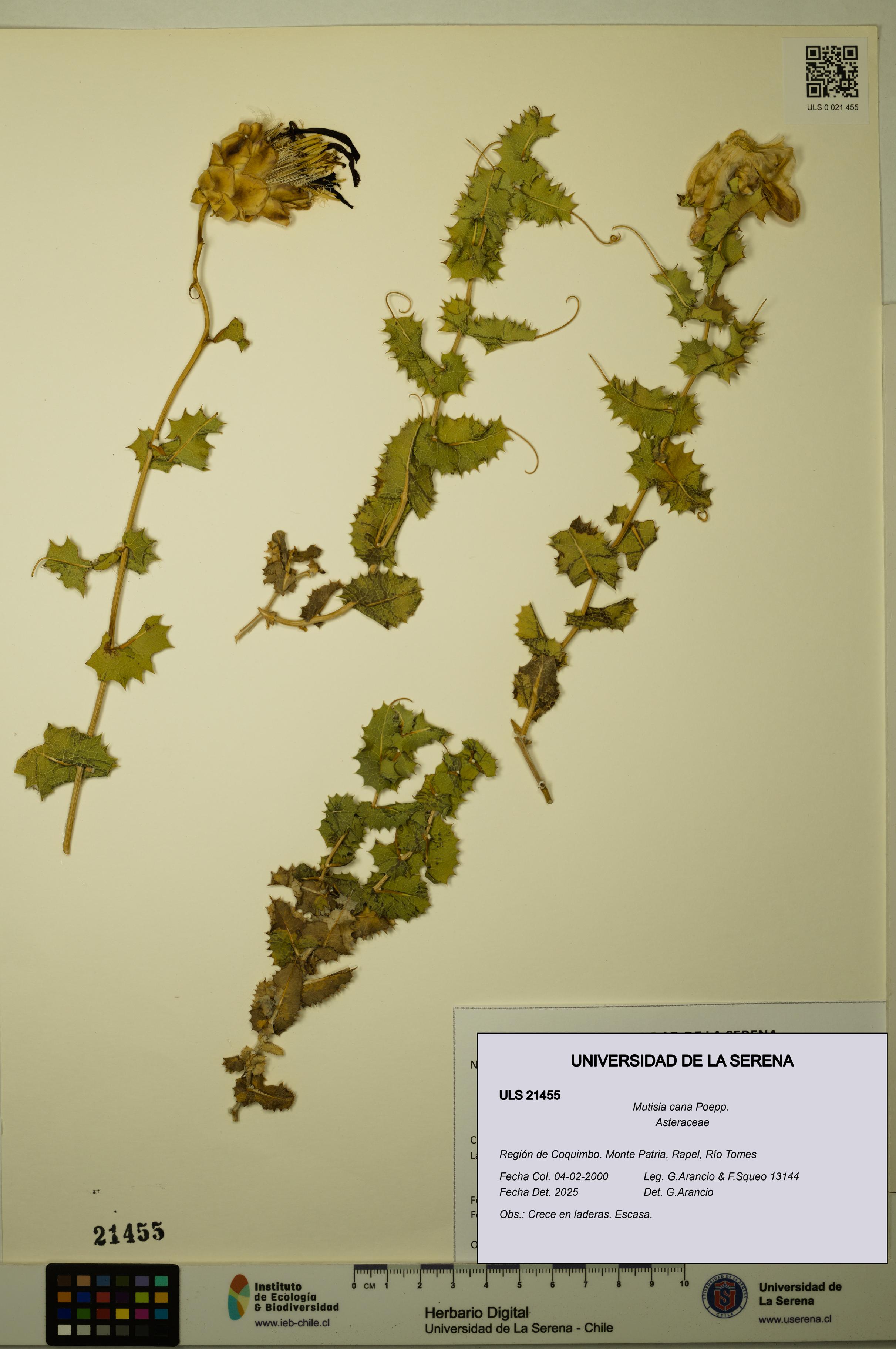 Mutisia cana [Espécimen: ULS:ULS:0021455]