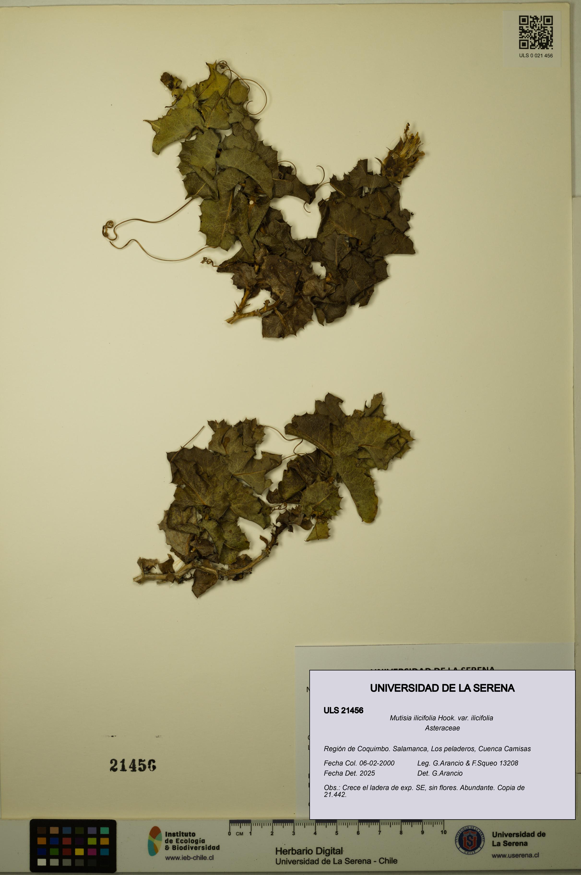 Mutisia ilicifolia [Espécimen: ULS:ULS:0021456]