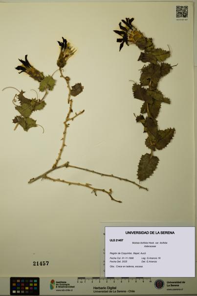 Mutisia ilicifolia [Espécimen: ULS:ULS:0021457]