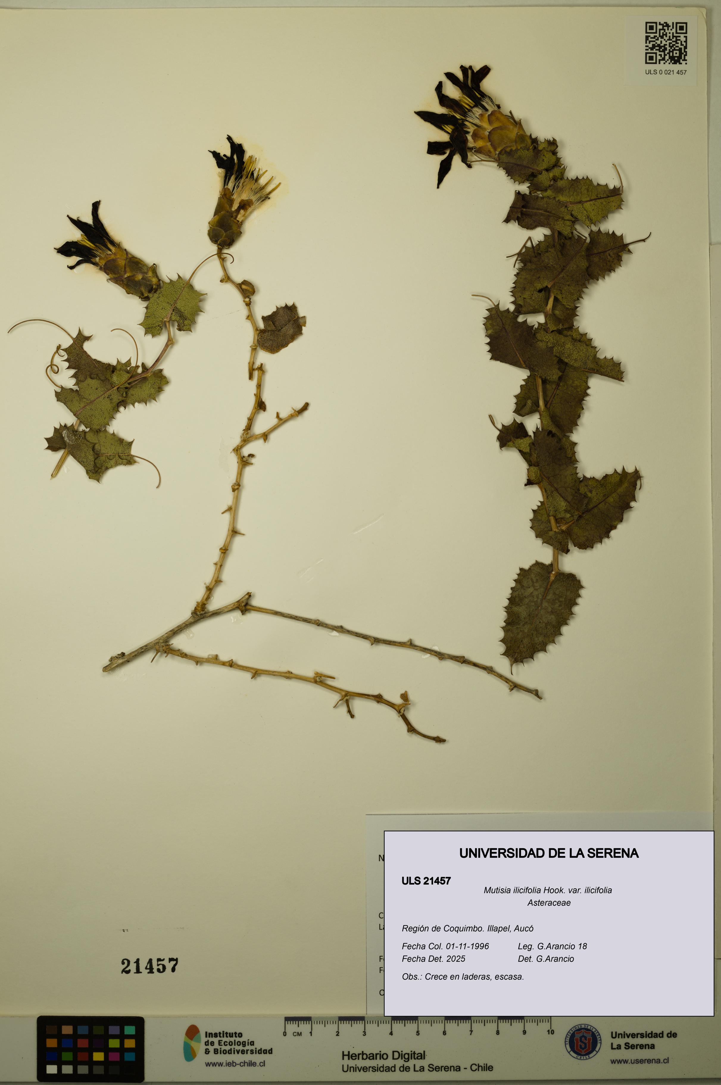 Mutisia ilicifolia [Espécimen: ULS:ULS:0021457]