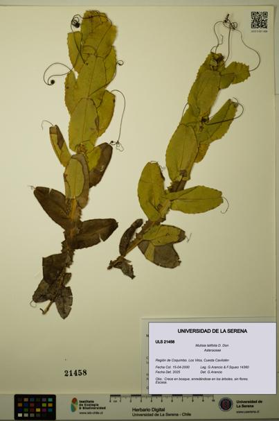 Mutisia latifolia [Espécimen: ULS:ULS:0021458]