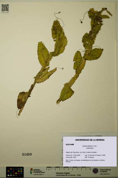 Mutisia latifolia [Espécimen: ULS:ULS:0021459]