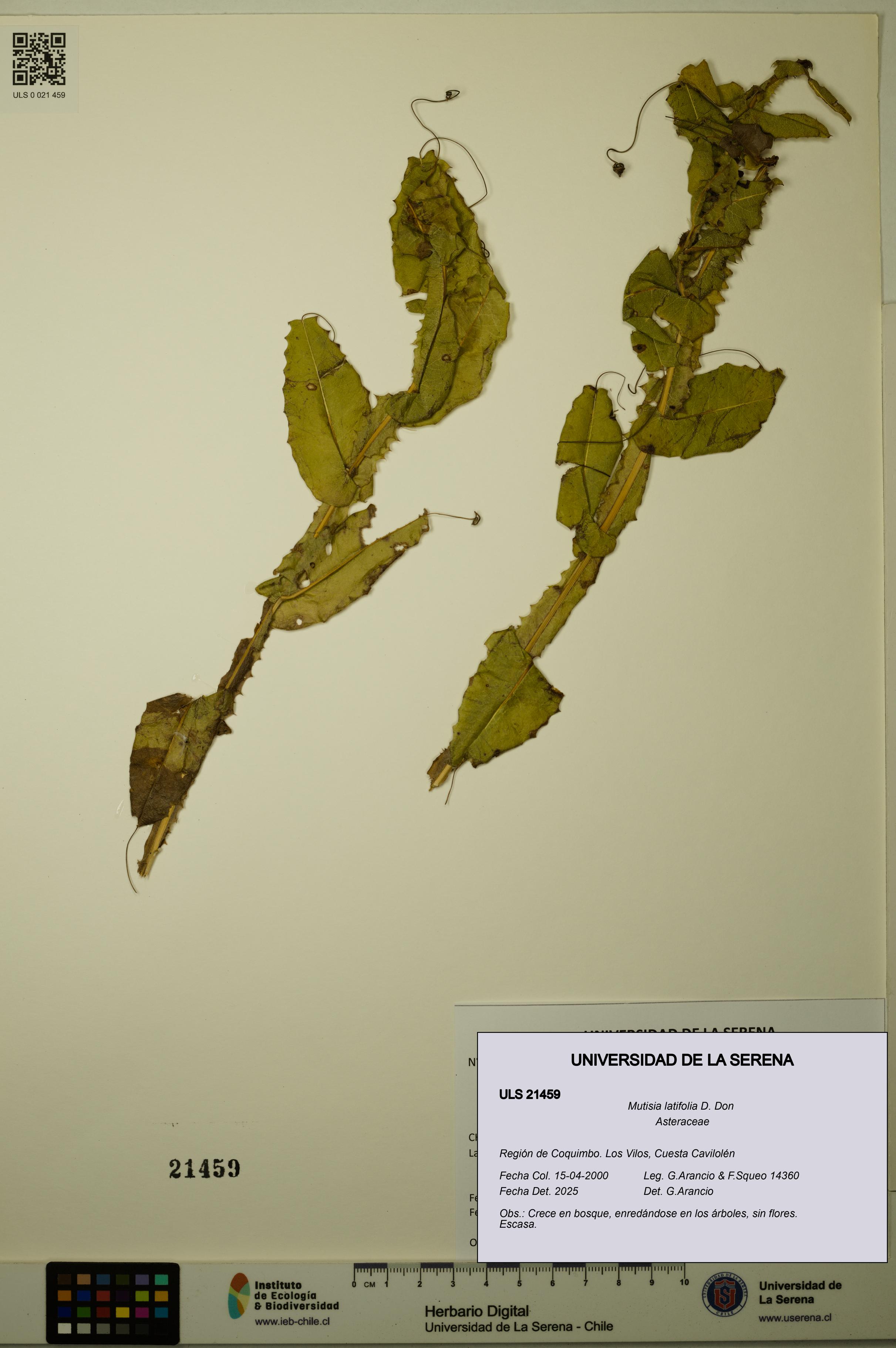 Mutisia latifolia [Espécimen: ULS:ULS:0021459]