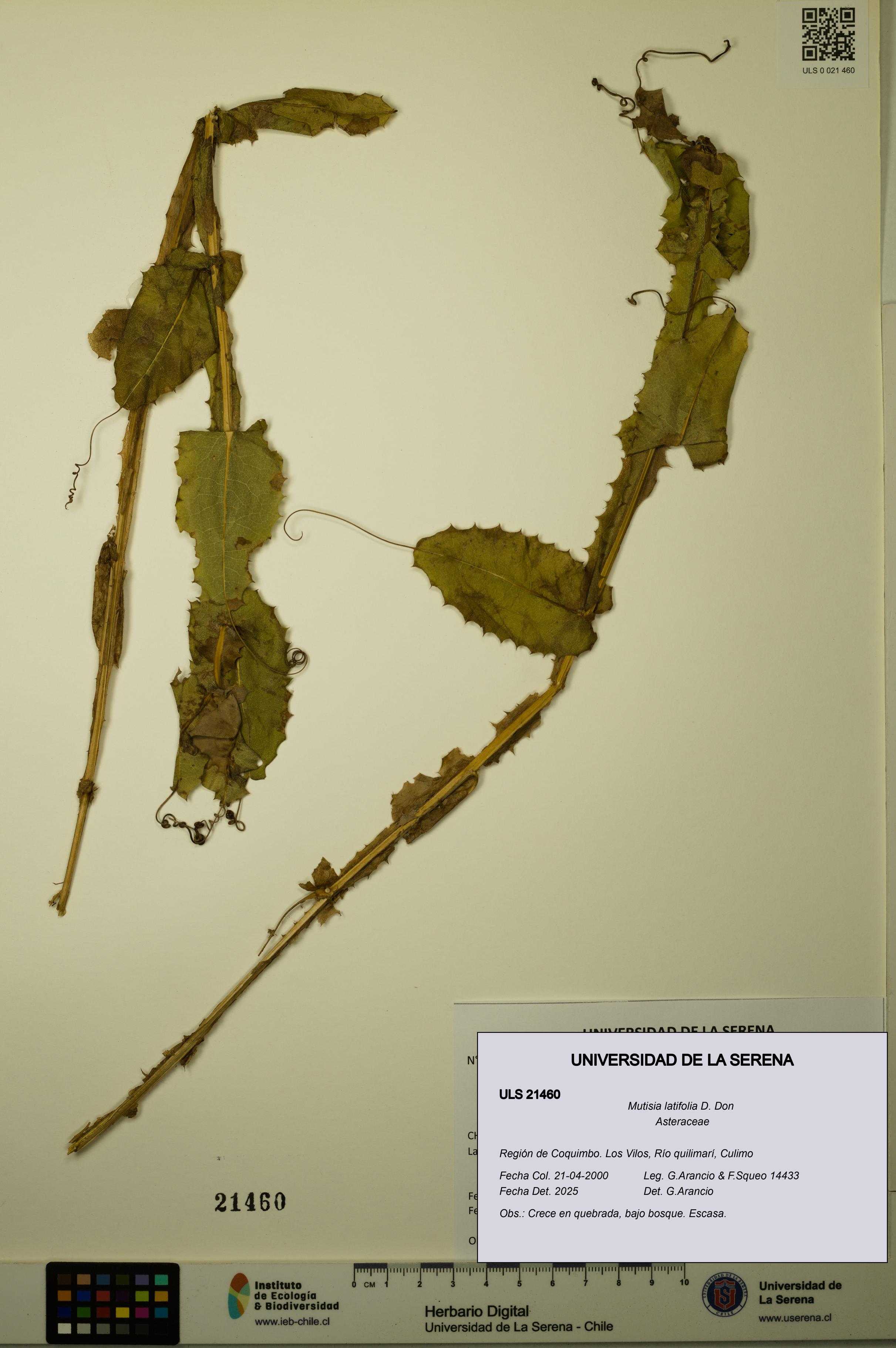 Mutisia latifolia [Espécimen: ULS:ULS:0021460]