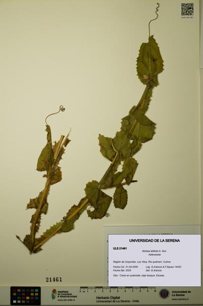Mutisia latifolia [Espécimen: ULS:ULS:0021461]