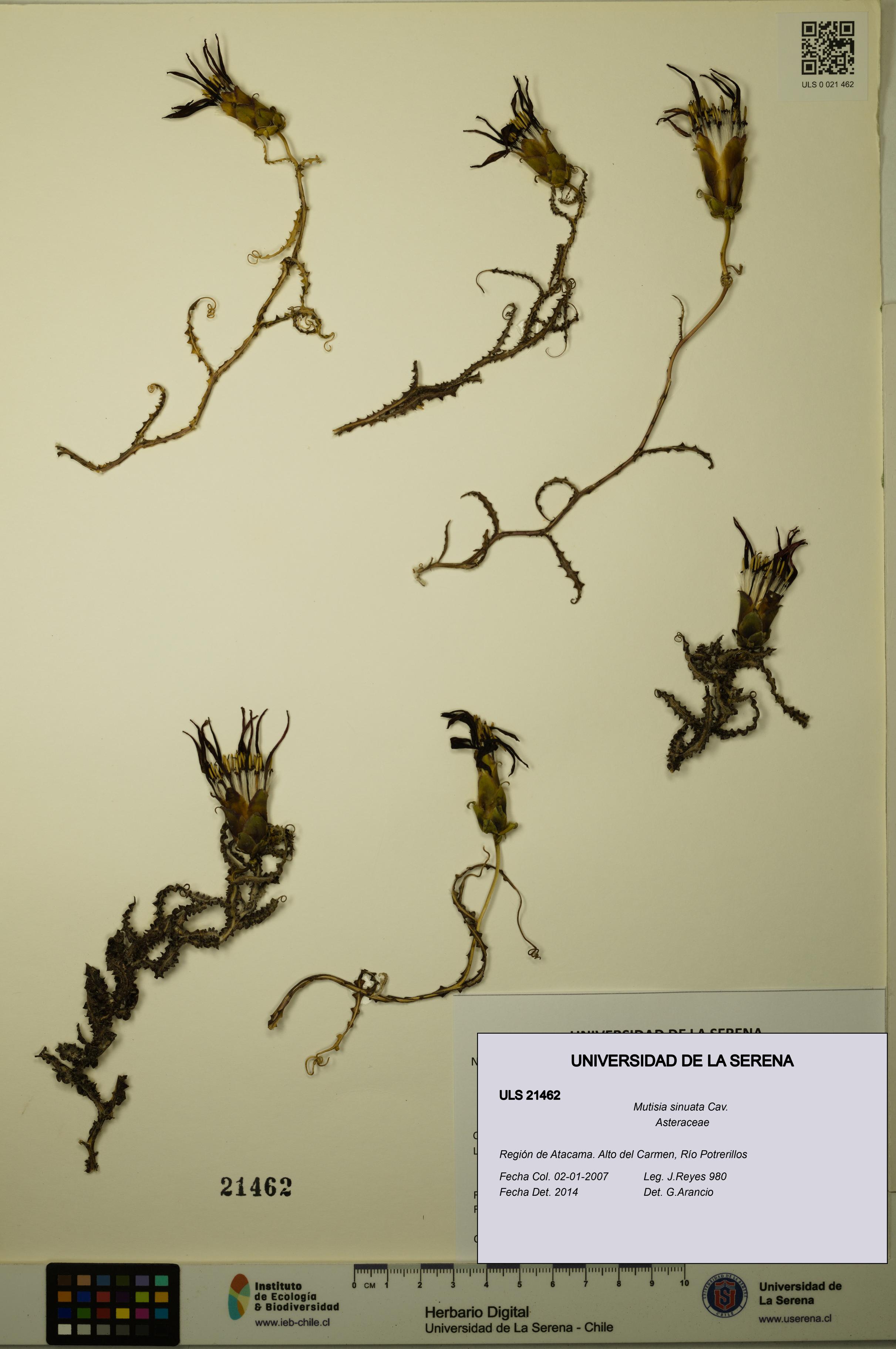 Mutisia sinuata [Espécimen: ULS:ULS:0021462]