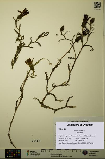 Mutisia sinuata [Espécimen: ULS:ULS:0021463]