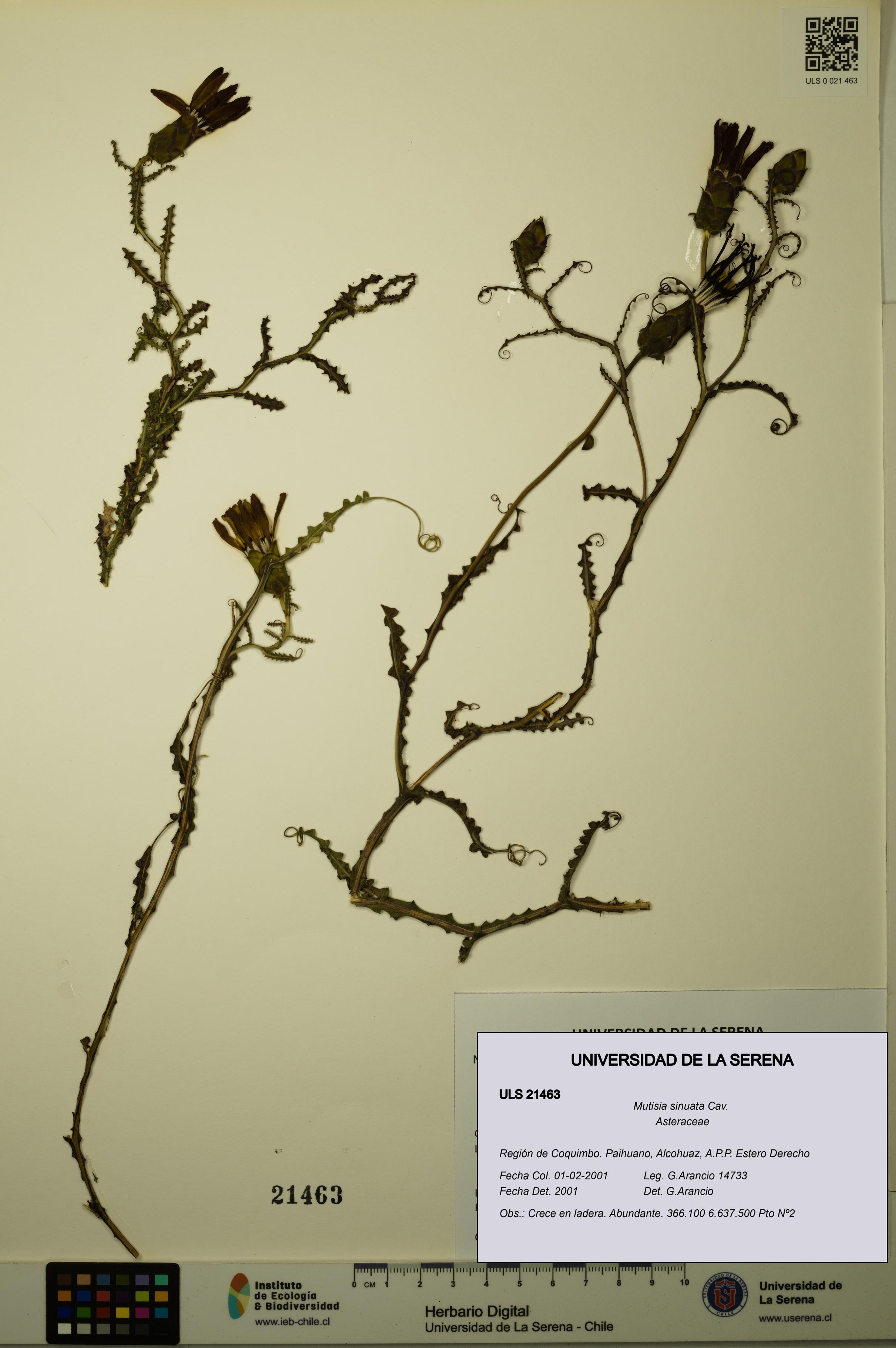 Mutisia sinuata [Espécimen: ULS:ULS:0021463]