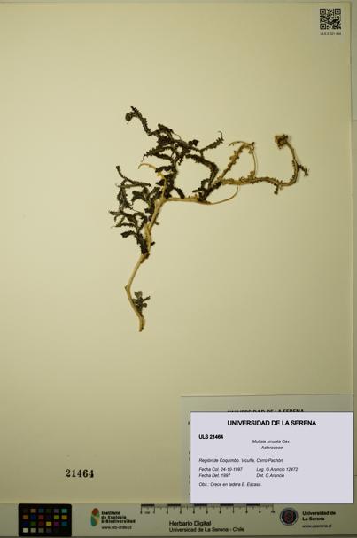 Mutisia sinuata [Espécimen: ULS:ULS:0021464]