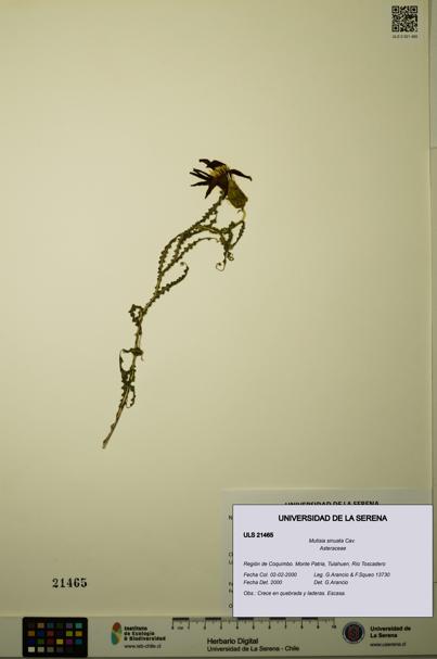Mutisia sinuata [Espécimen: ULS:ULS:0021465]