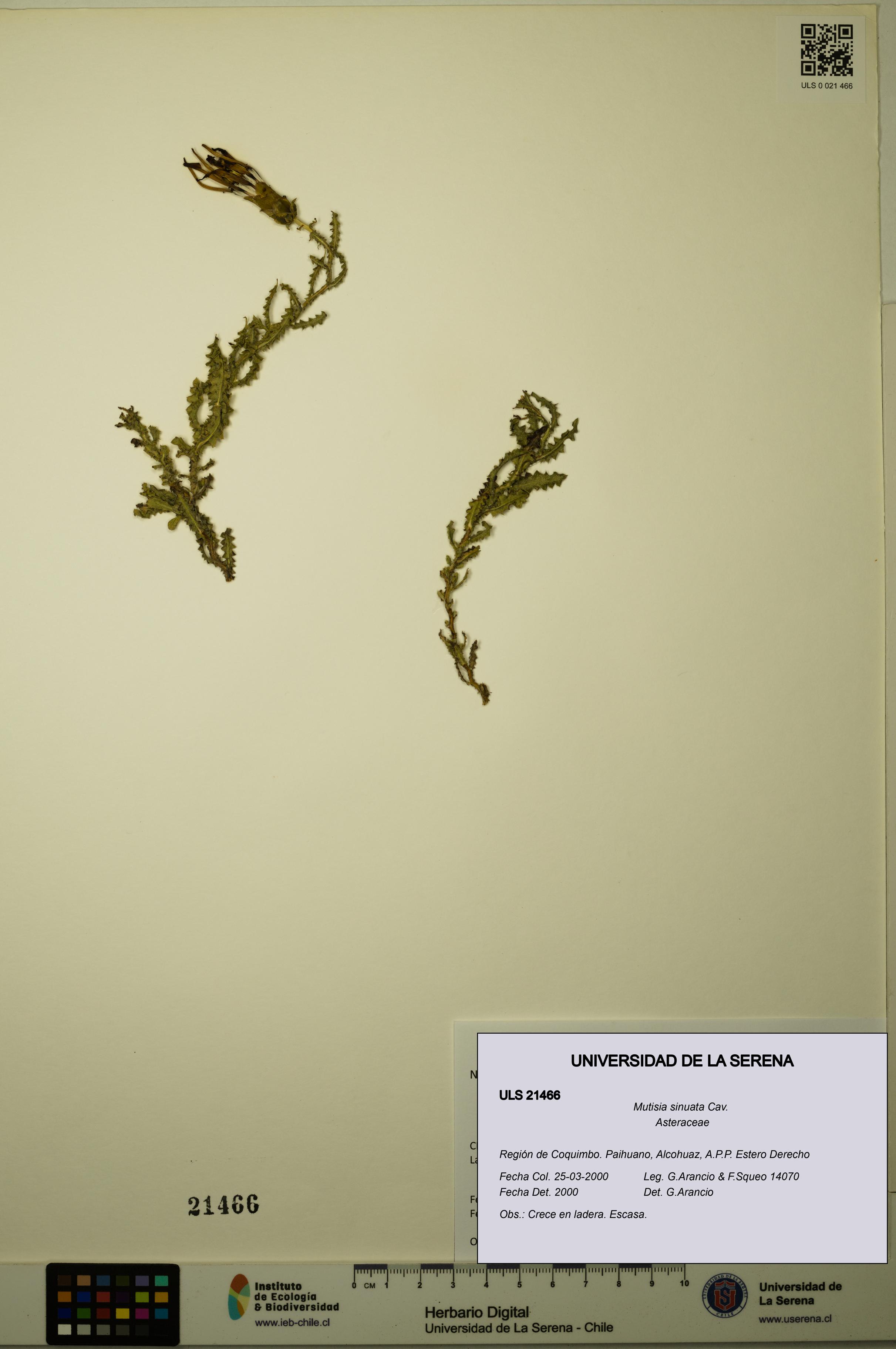 Mutisia sinuata [Espécimen: ULS:ULS:0021466]