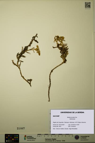 Mutisia sinuata [Espécimen: ULS:ULS:0021467]