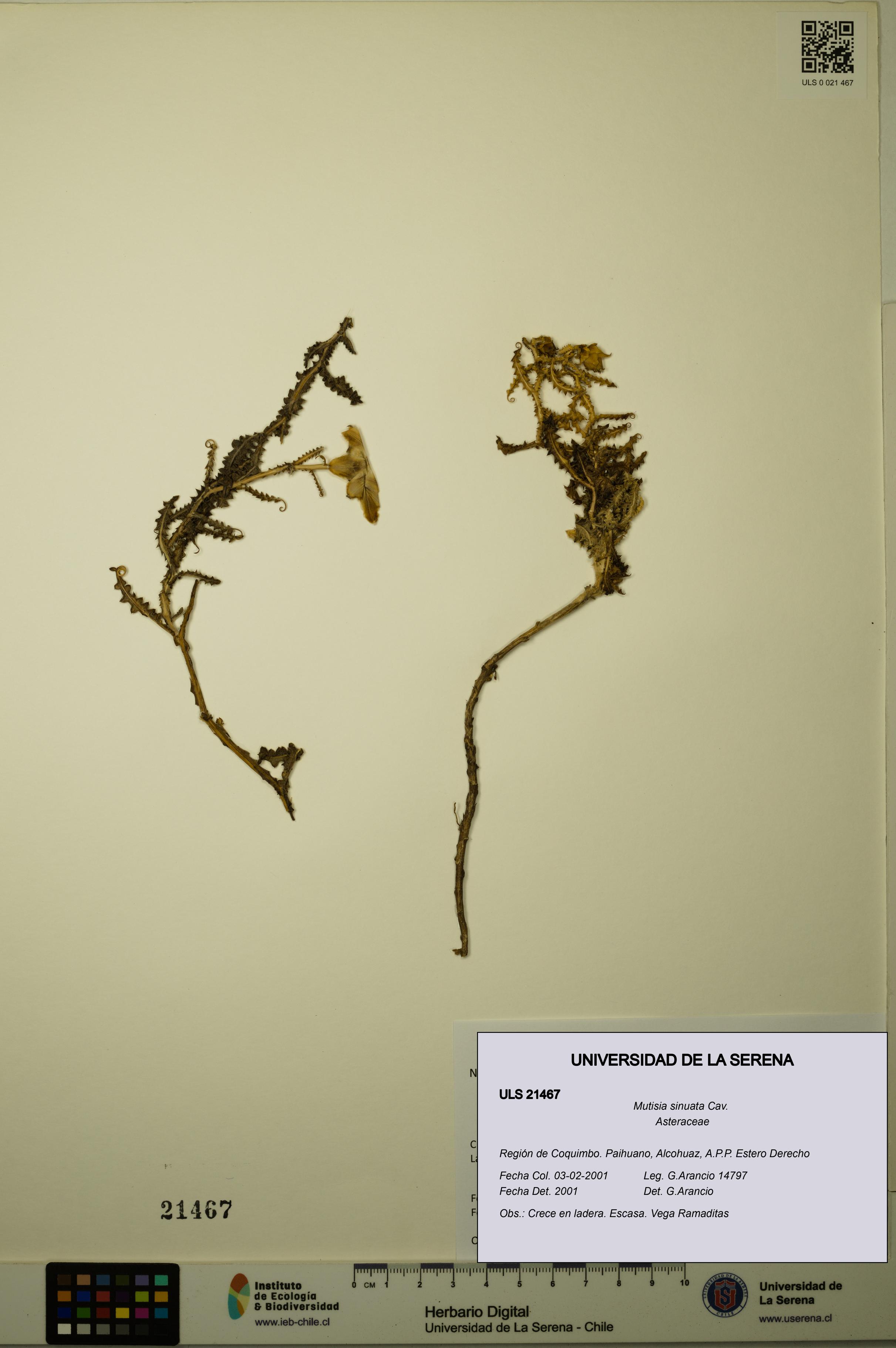 Mutisia sinuata [Espécimen: ULS:ULS:0021467]