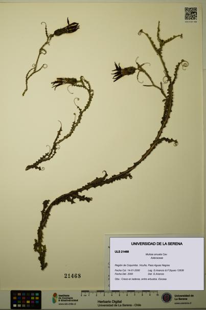 Mutisia sinuata [Espécimen: ULS:ULS:0021468]