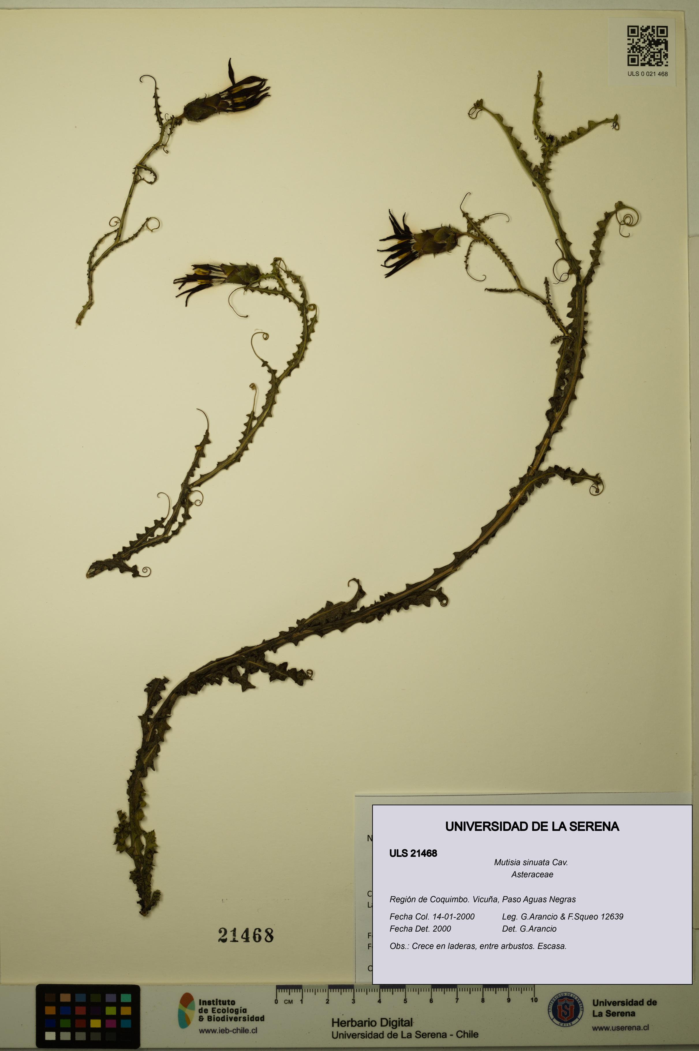 Mutisia sinuata [Espécimen: ULS:ULS:0021468]