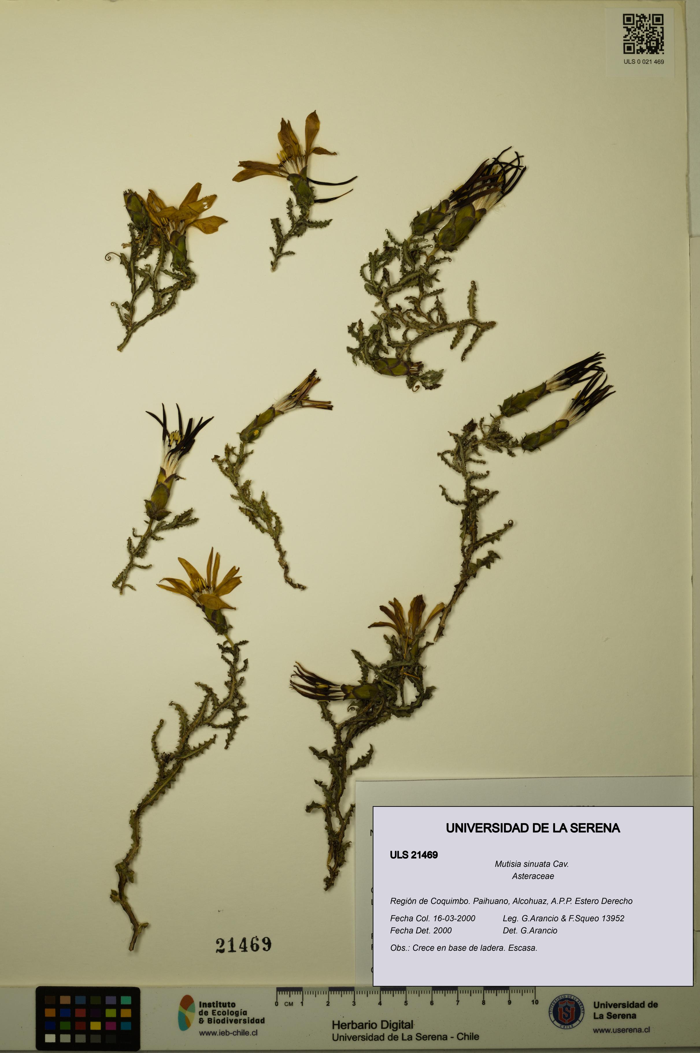 Mutisia sinuata [Espécimen: ULS:ULS:0021469]