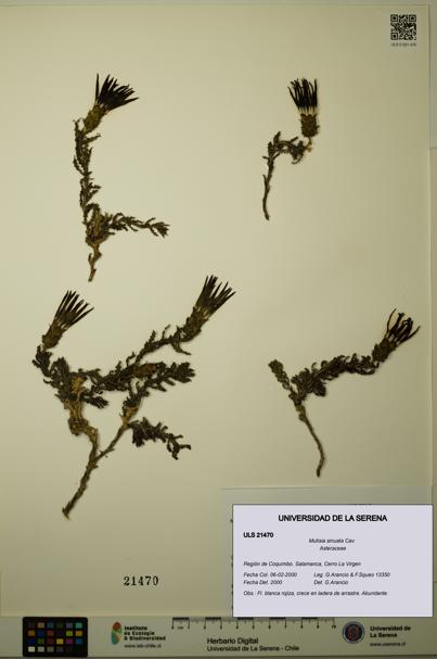 Mutisia sinuata [Espécimen: ULS:ULS:0021470]
