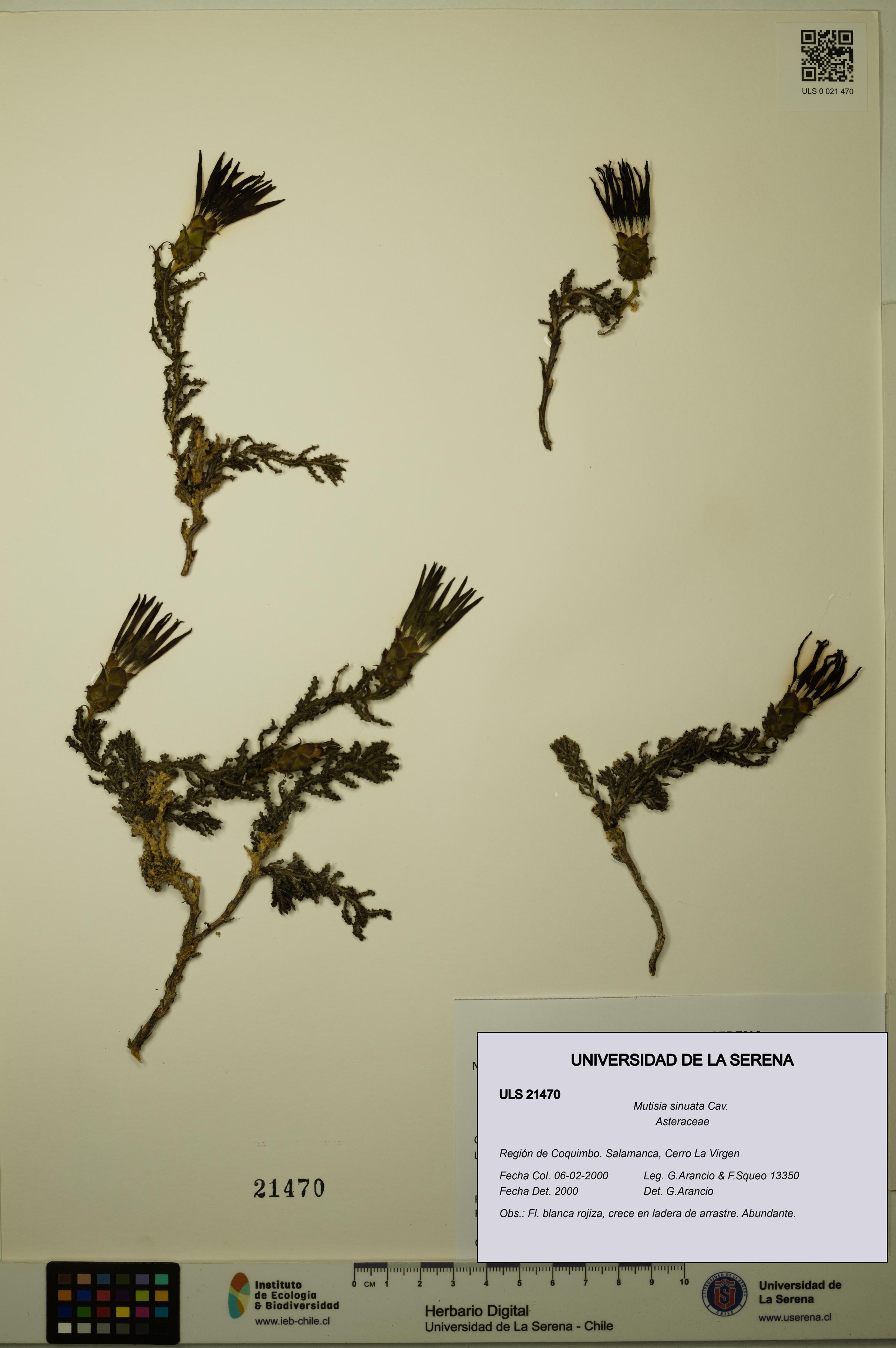 Mutisia sinuata [Espécimen: ULS:ULS:0021470]