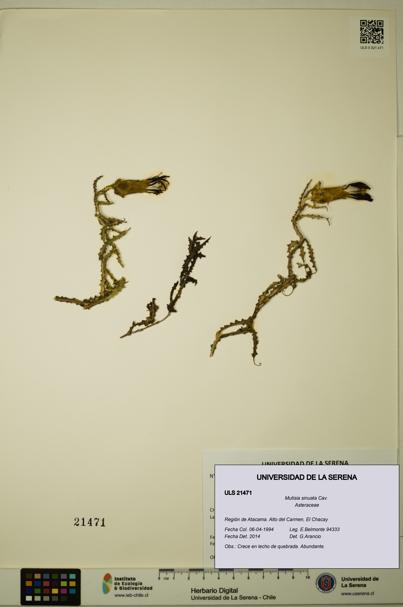 Mutisia sinuata [Espécimen: ULS:ULS:0021471]