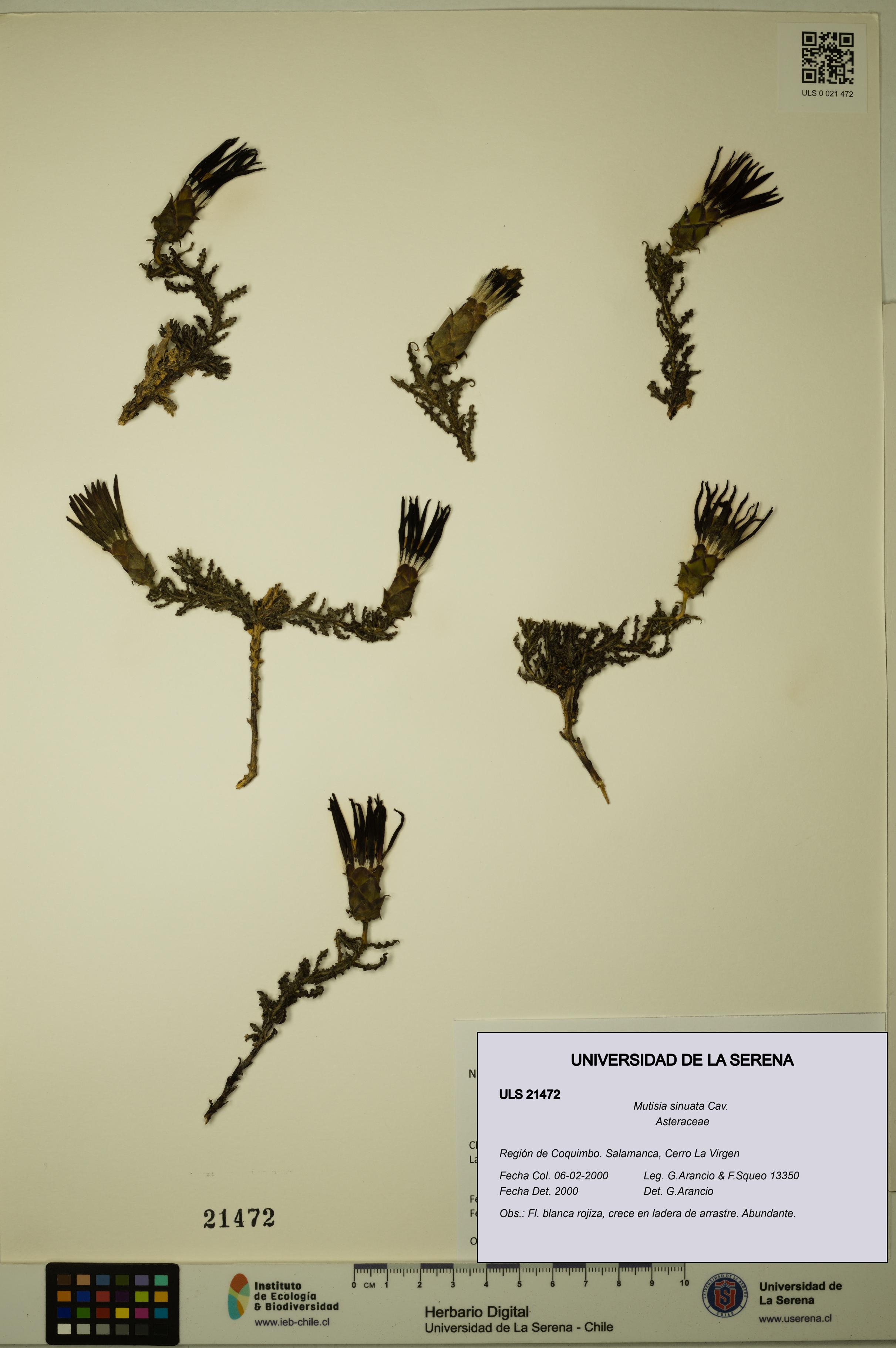 Mutisia sinuata [Espécimen: ULS:ULS:0021472]