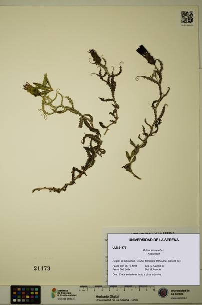 Mutisia sinuata [Espécimen: ULS:ULS:0021473]