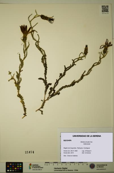 Mutisia sinuata [Espécimen: ULS:ULS:0021474]