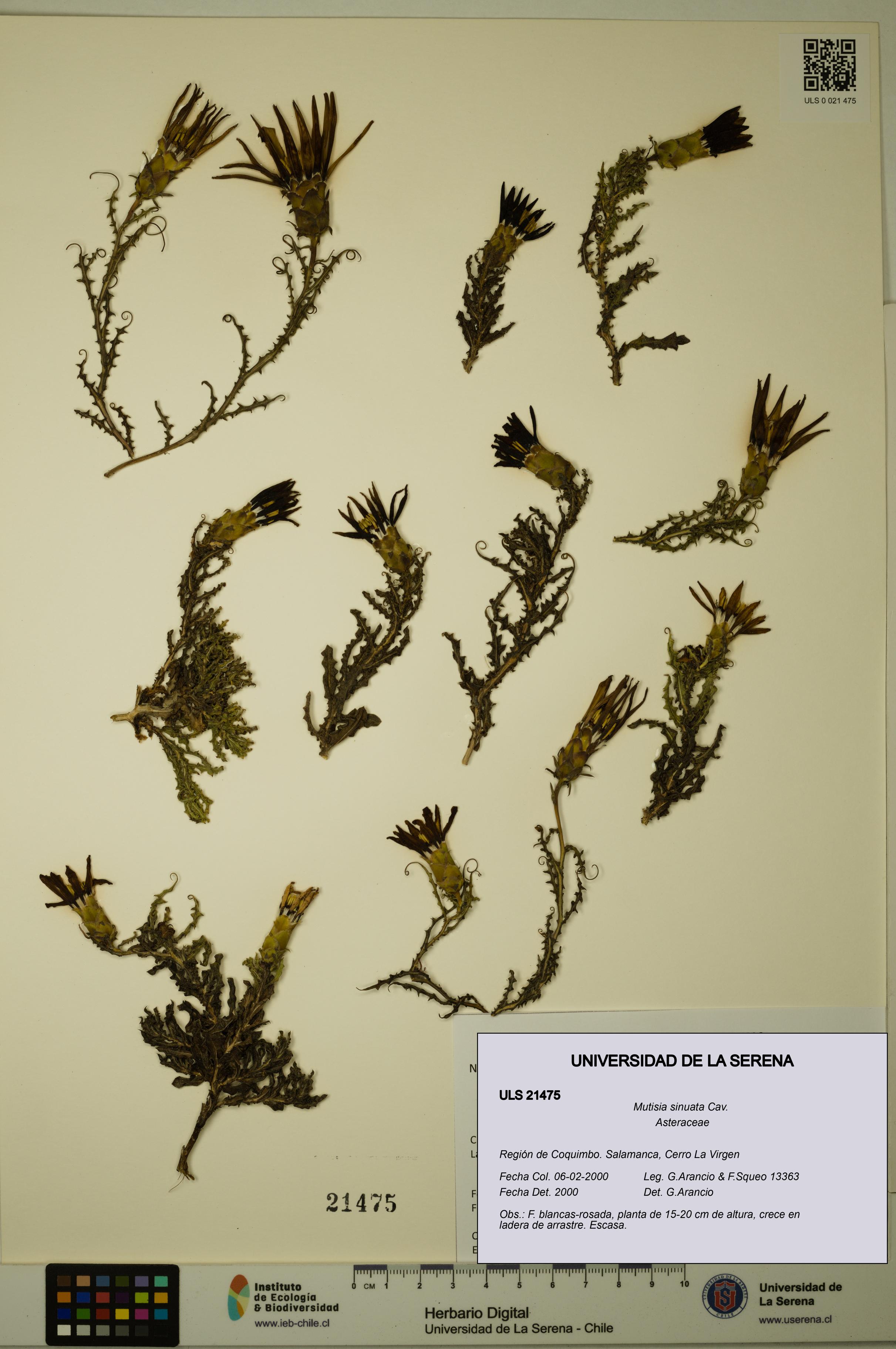 Mutisia sinuata [Espécimen: ULS:ULS:0021475]