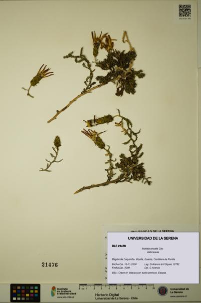 Mutisia sinuata [Espécimen: ULS:ULS:0021476]