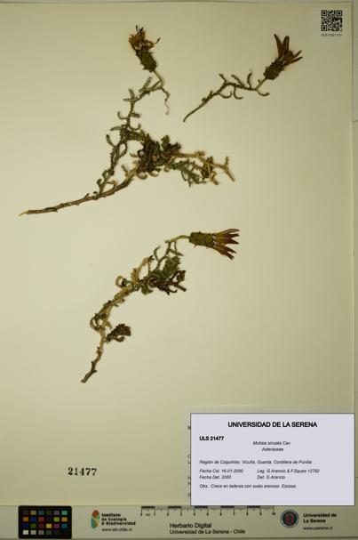 Mutisia sinuata [Espécimen: ULS:ULS:0021477]
